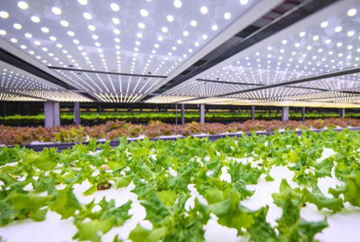 Indoor hydroponic farming system using LED lighting for controlled crop production.