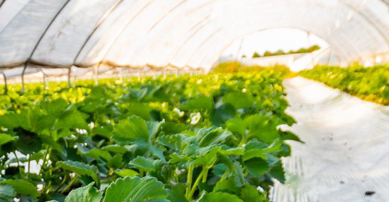 Greenhouse with protective plastic sheeting used for agricultural crop growth and climate control.