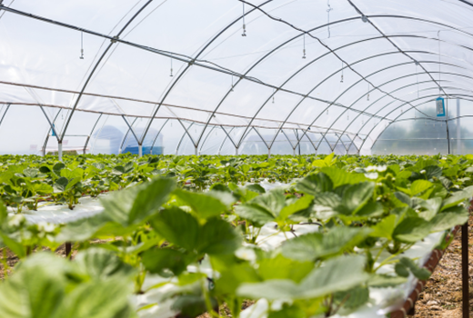 Crops growing under a high tunnel greenhouse with protective agricultural film for climate control and crop protection.