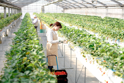 Worker harvesting strawberries inside a greenhouse using elevated growing systems.