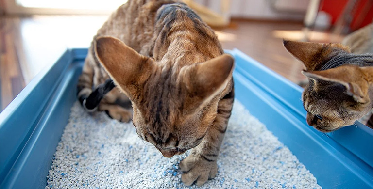 Cat standing in a blue litter box filled with clumping cat litter pellets.