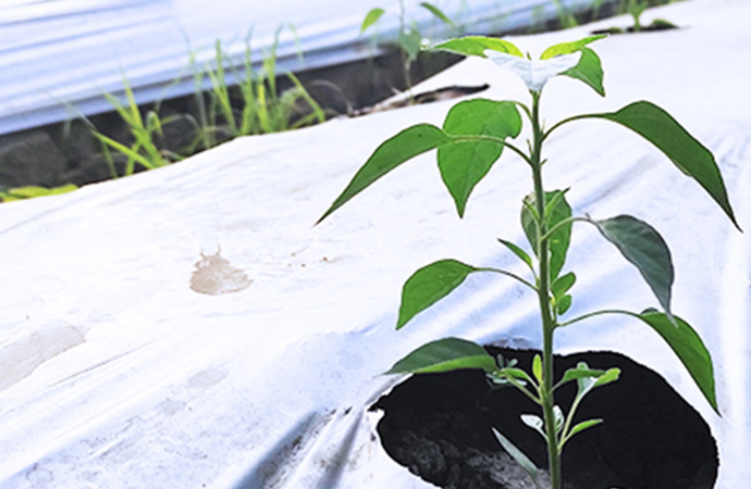 Plant growing through a slit in agricultural ground cover film used for soil protection and weed management.